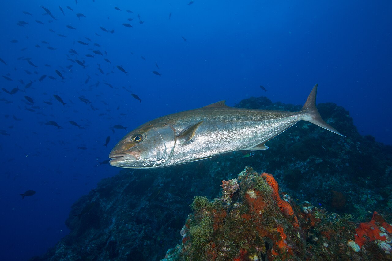 Greater Amberjack