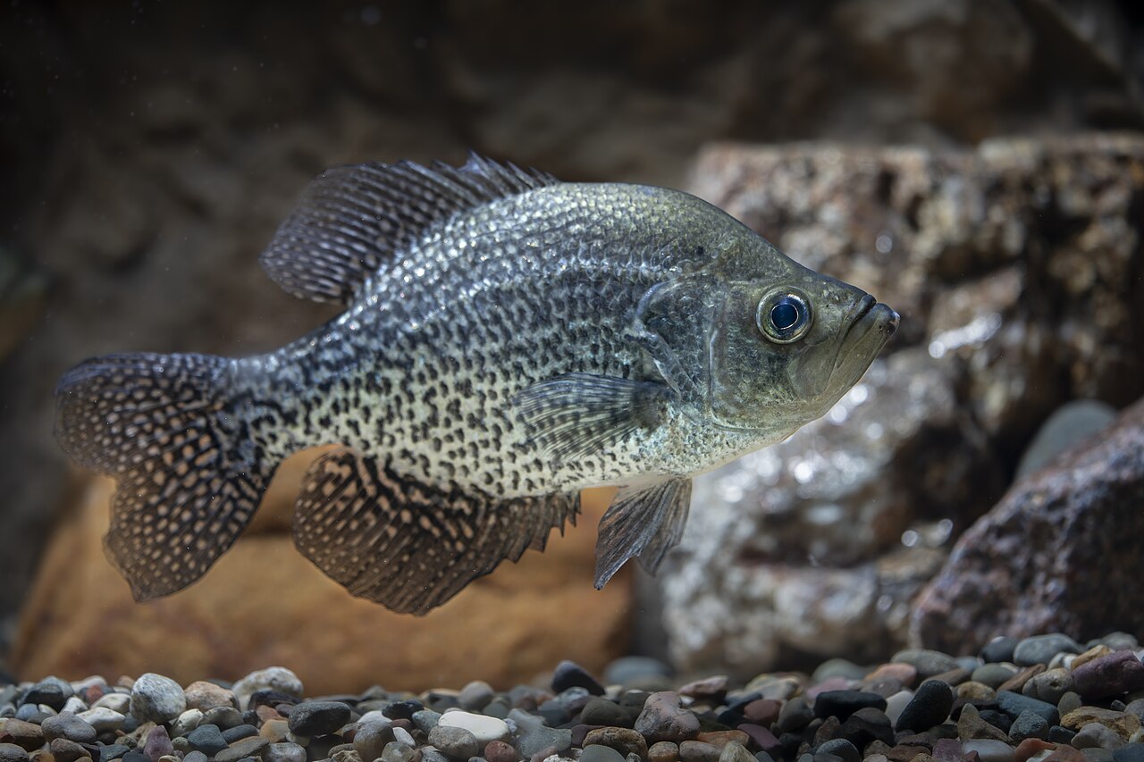 Black Crappie (Speckled Perch)