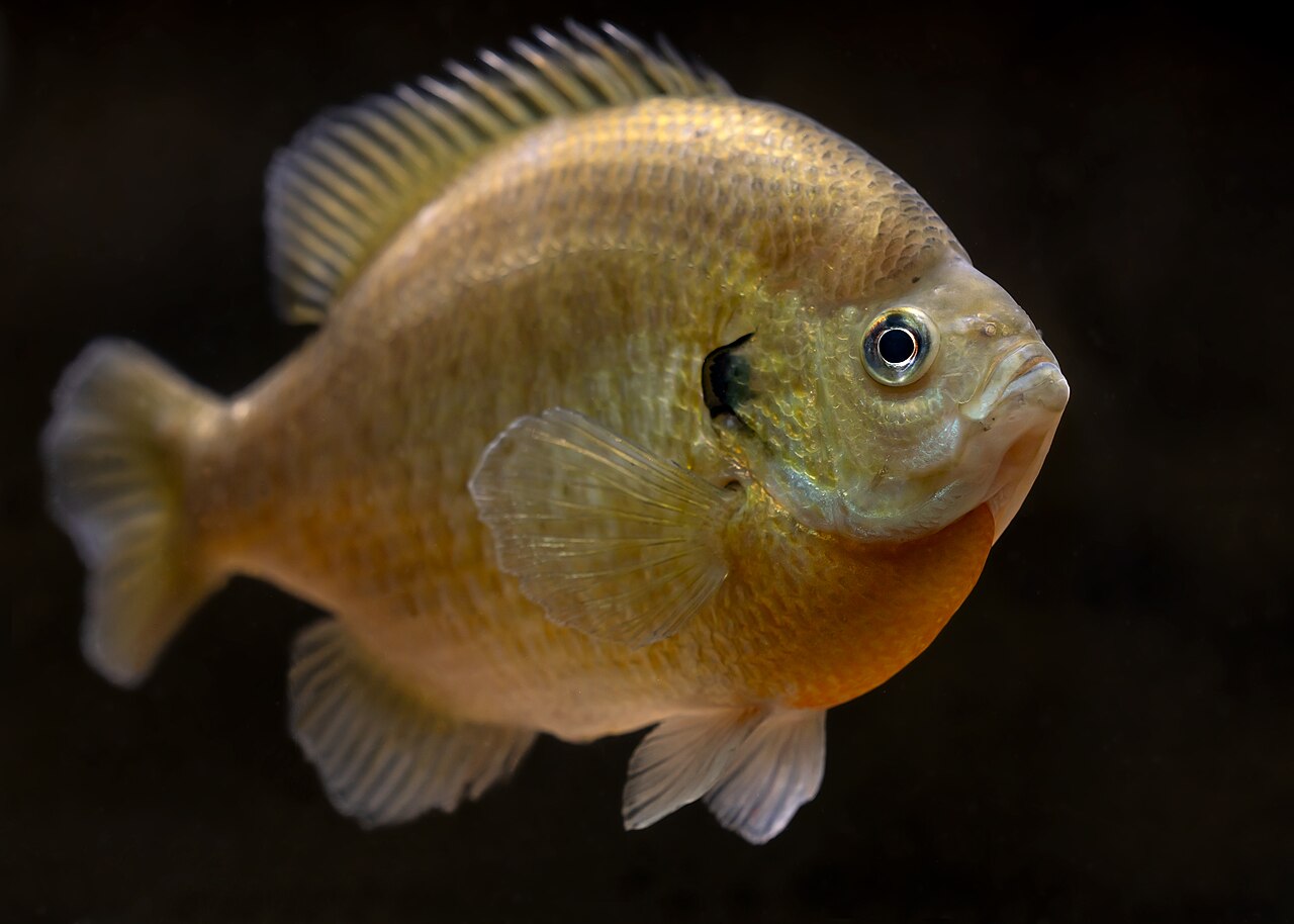 Bluegill and Shellcracker