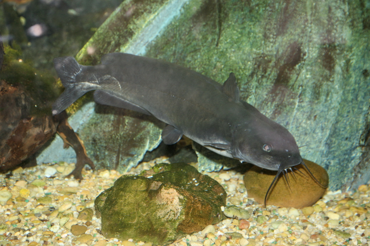 Channel and Flathead Catfish