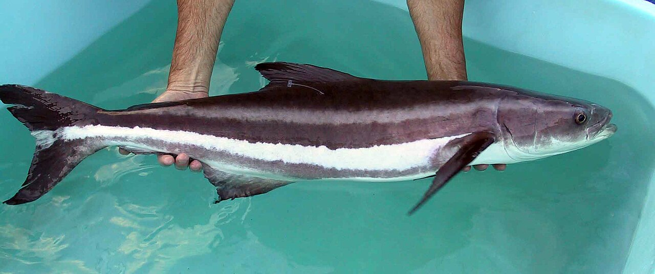 Cobia