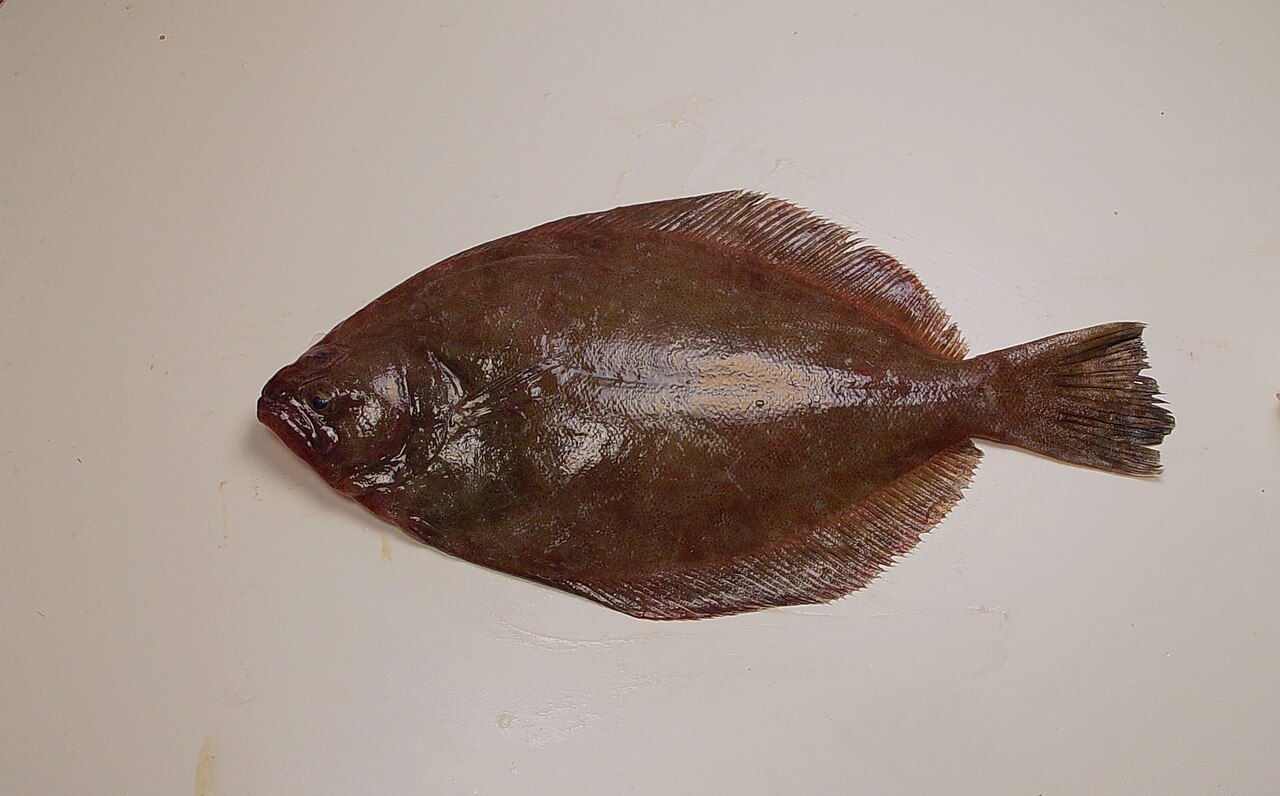 Flounder