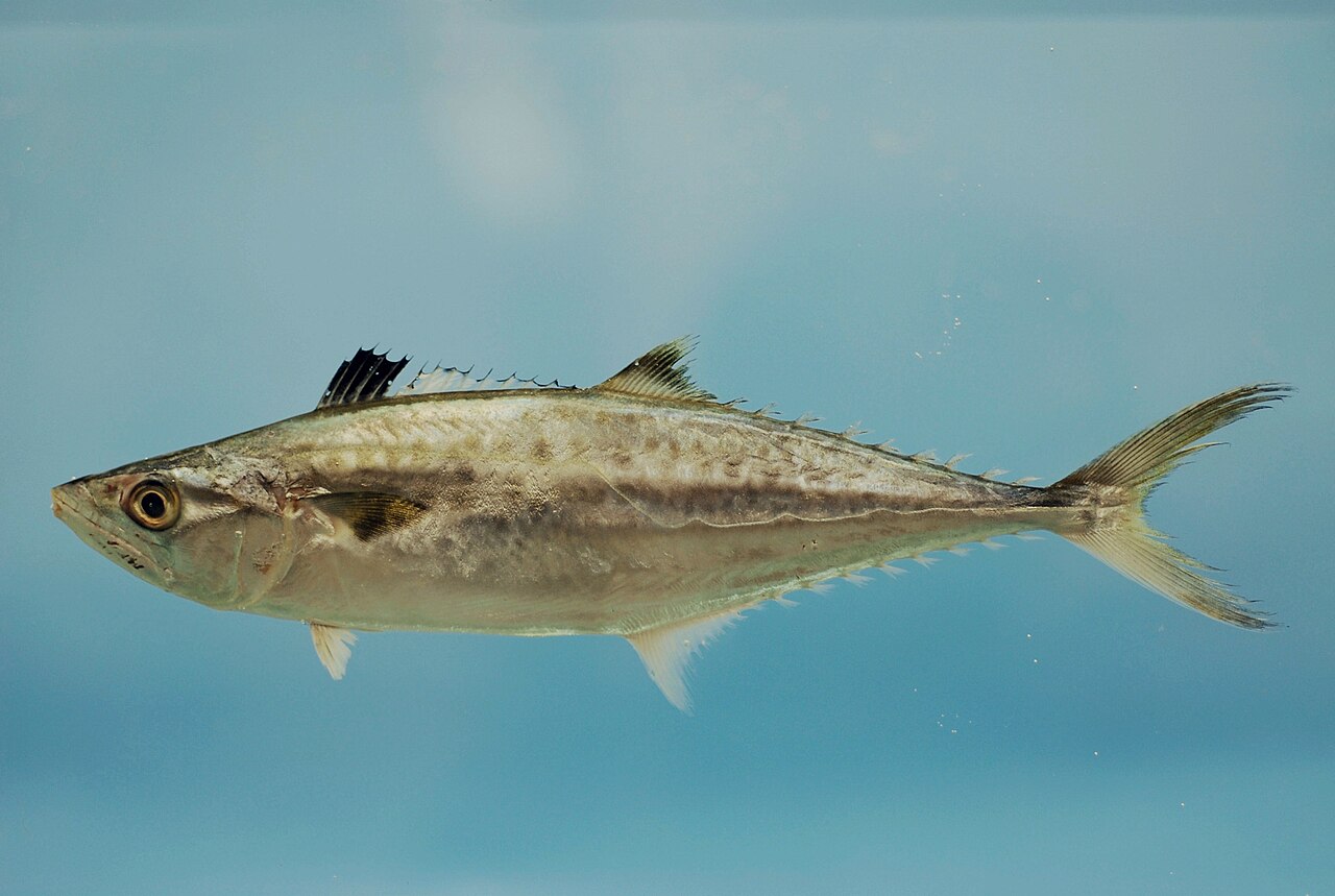 King Mackerel