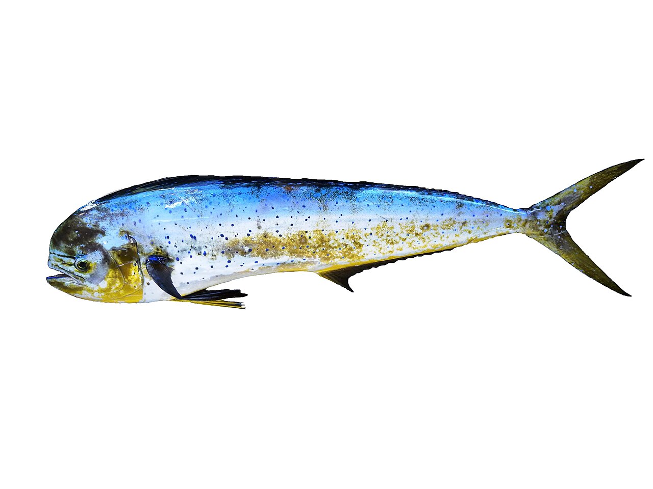 Mahi-Mahi (Dolphinfish)
