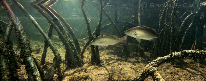 Mangrove (Gray) Snapper