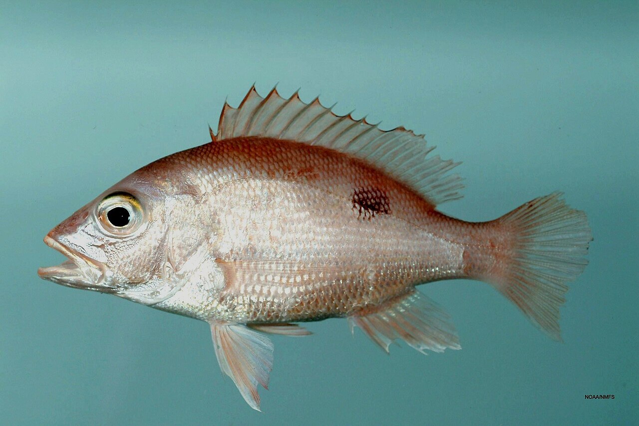 Red Snapper