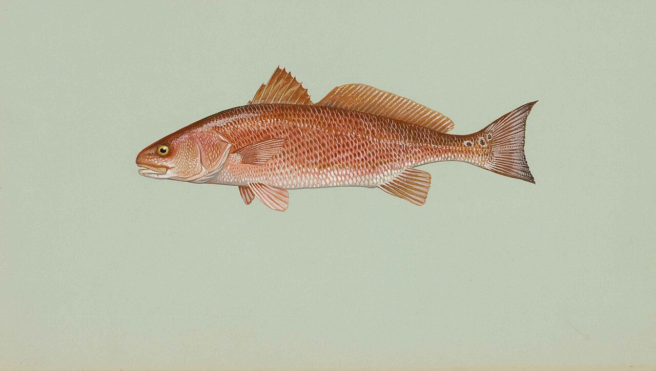 Redfish (Red Drum)