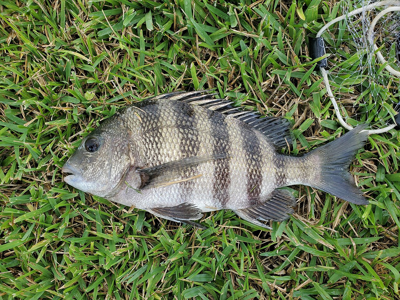 Sheepshead