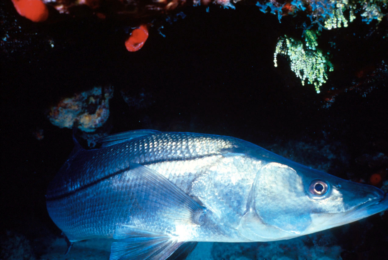 Snook