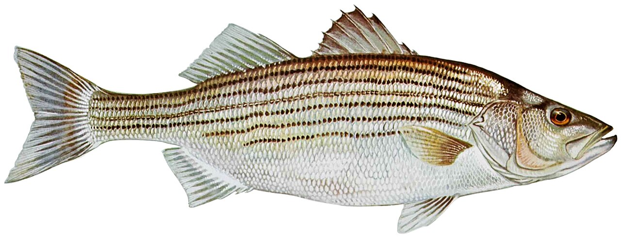 Striped and Sunshine Bass