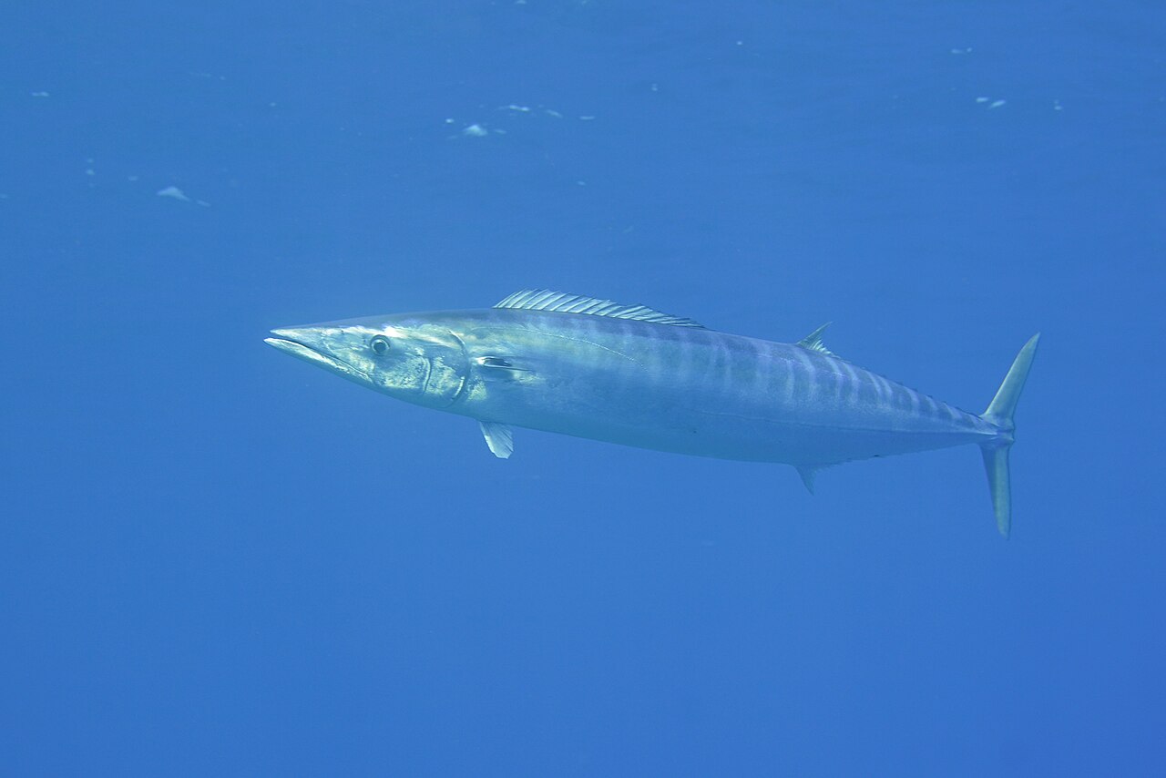 Wahoo